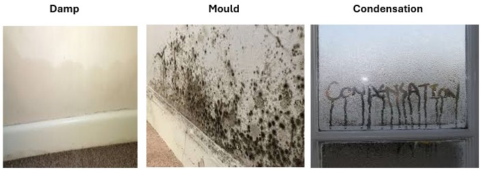 Damp, Mould and Condensation advice