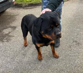 Photo of stray black and tan male rottweiler