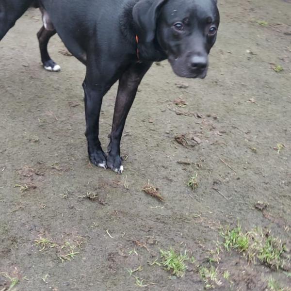 Photo of Stray Staffy x Lab Cross